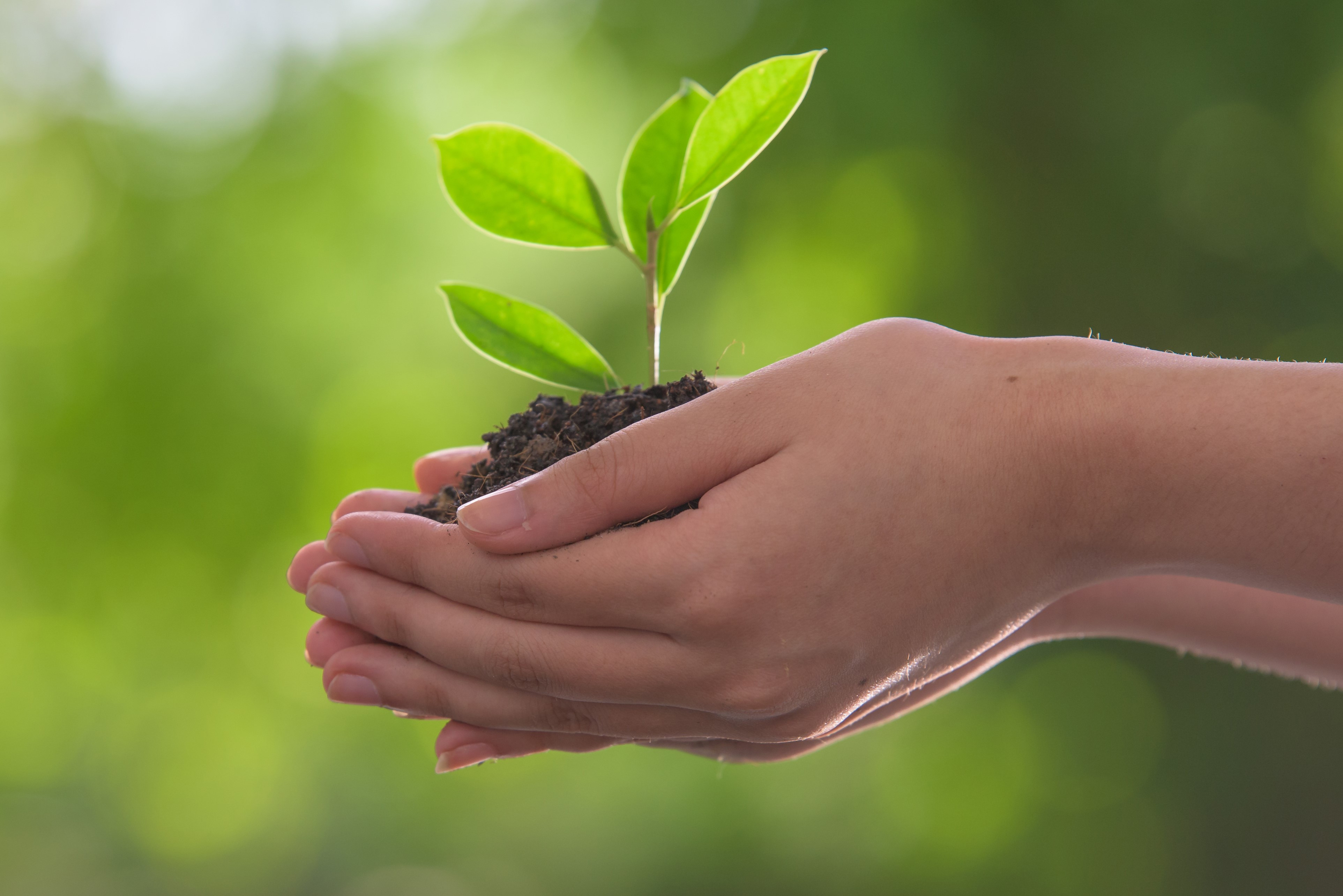 Photo of a seedling growing in a small pile of soil, cupped in a pair of hands.